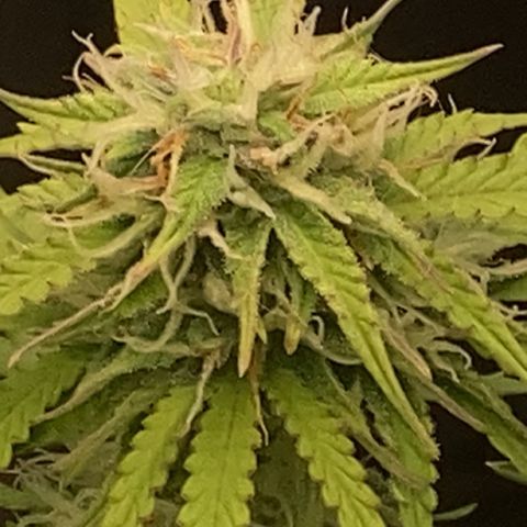 Larry, Mo, Curly growlog timeline photo