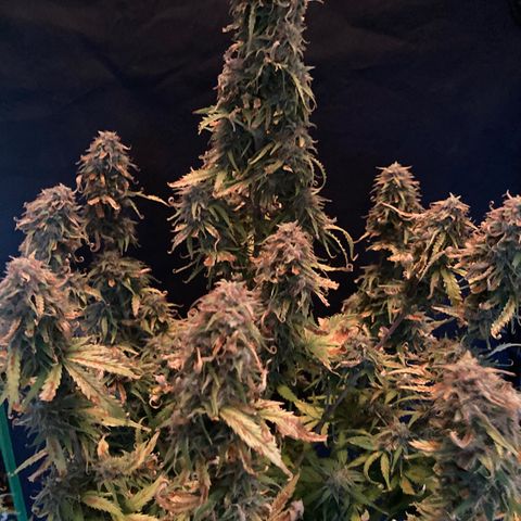 Larry, Mo, Curly growlog photo: Larry before the CHOP