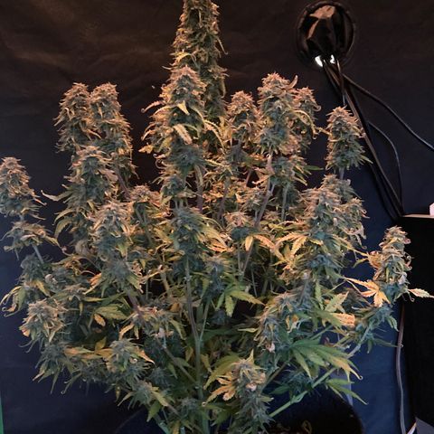 Larry, Mo, Curly growlog photo: Larry before the CHOP