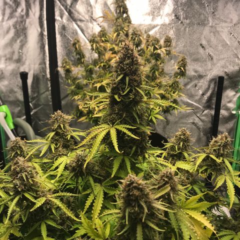 Larry, Mo, Curly growlog timeline photo