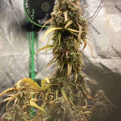 Larry, Mo, Curly growlog timeline photo