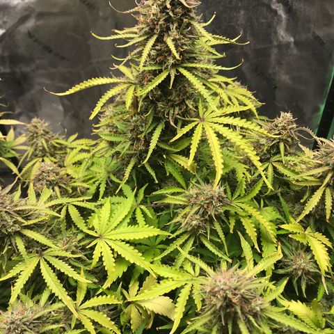 Larry, Mo, Curly growlog timeline photo