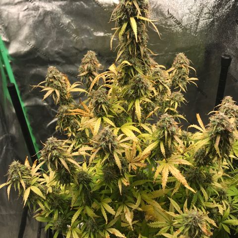 Larry, Mo, Curly growlog timeline photo
