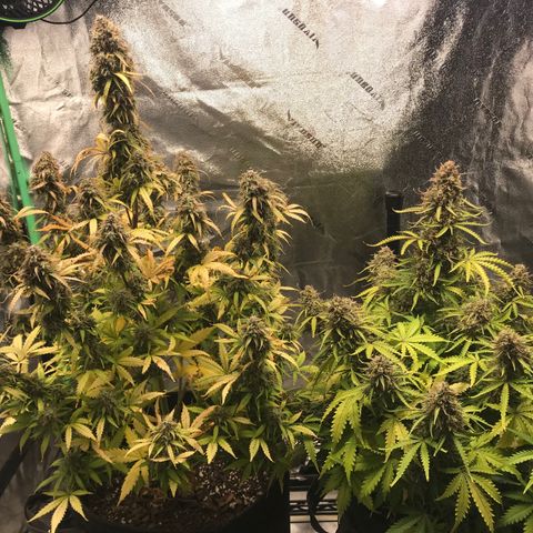 Larry, Mo, Curly growlog timeline photo