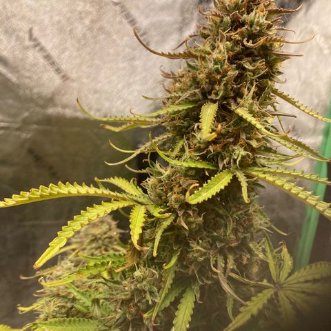 Larry, Mo, Curly growlog timeline photo