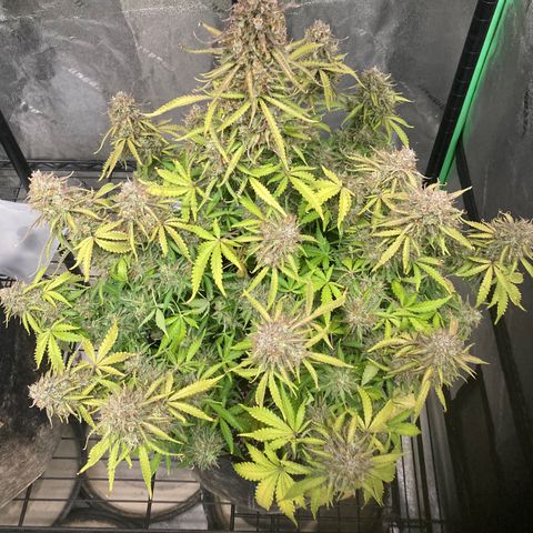 Larry, Mo, Curly growlog photo: MO - the RUNT