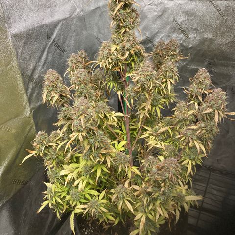 Larry, Mo, Curly growlog timeline photo