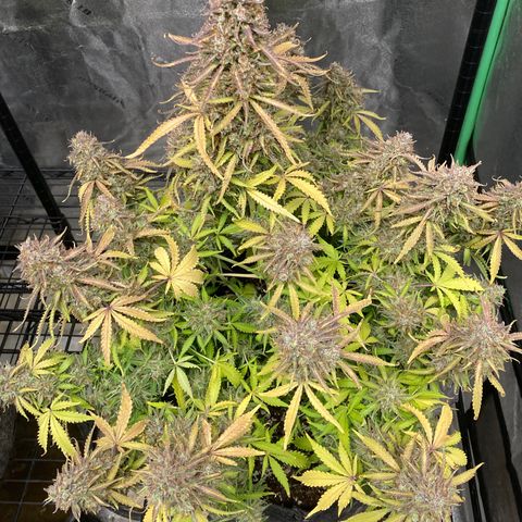 Larry, Mo, Curly growlog timeline photo