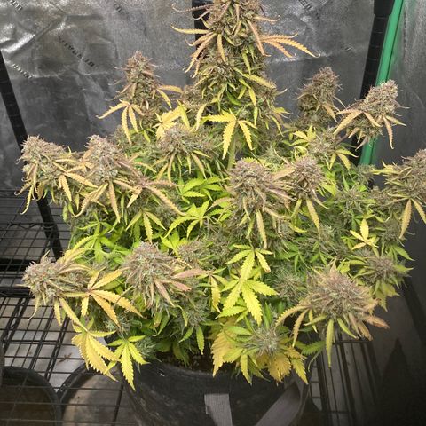Larry, Mo, Curly growlog timeline photo