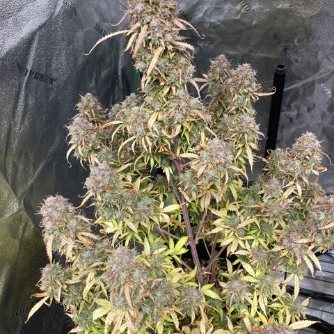 Larry, Mo, Curly growlog timeline photo