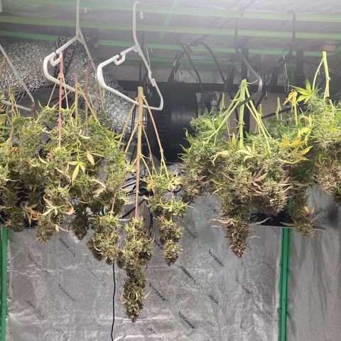 Larry, Mo, Curly growlog photo: Chop and Dry