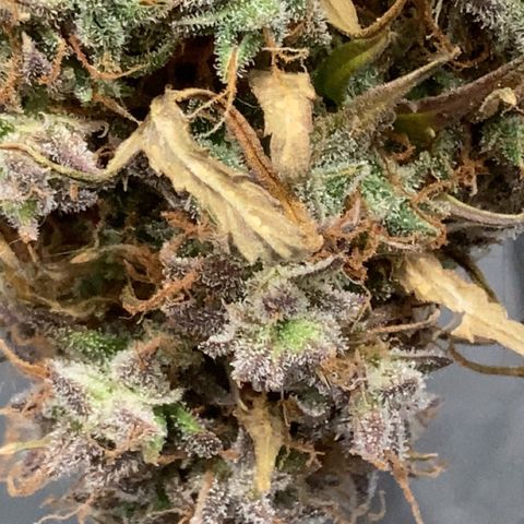 Larry, Mo, Curly growlog timeline photo