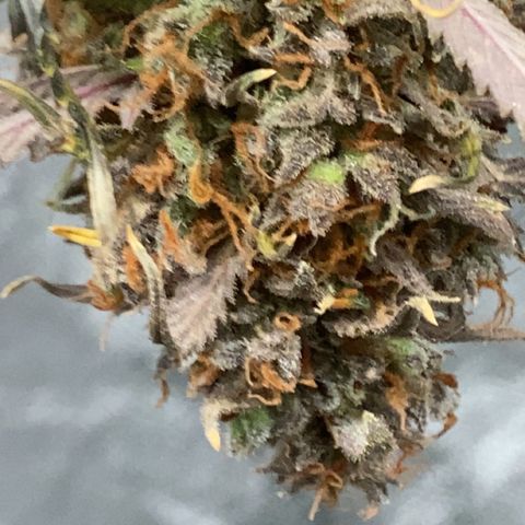 Larry, Mo, Curly growlog timeline photo