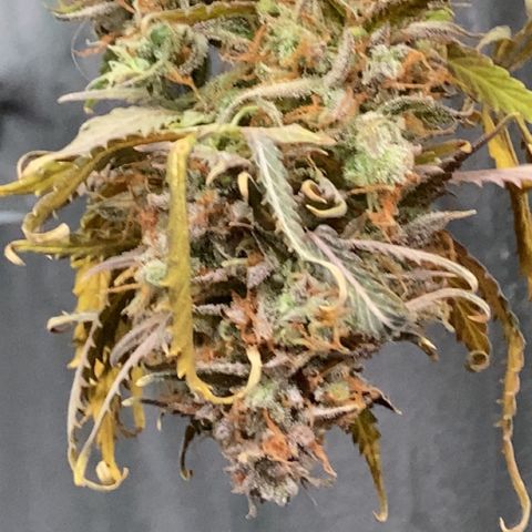 Larry, Mo, Curly growlog timeline photo
