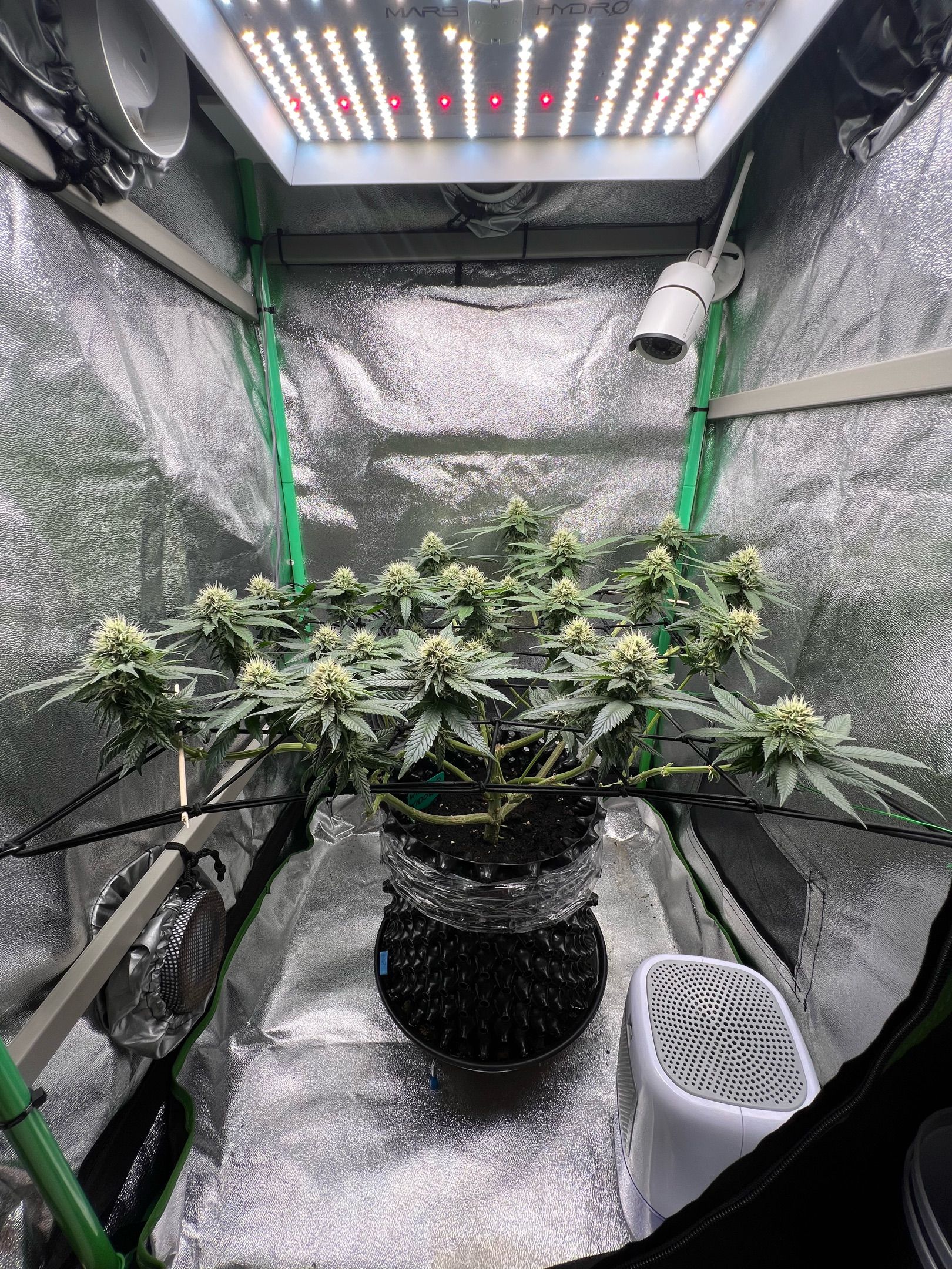 White Widow growlog header