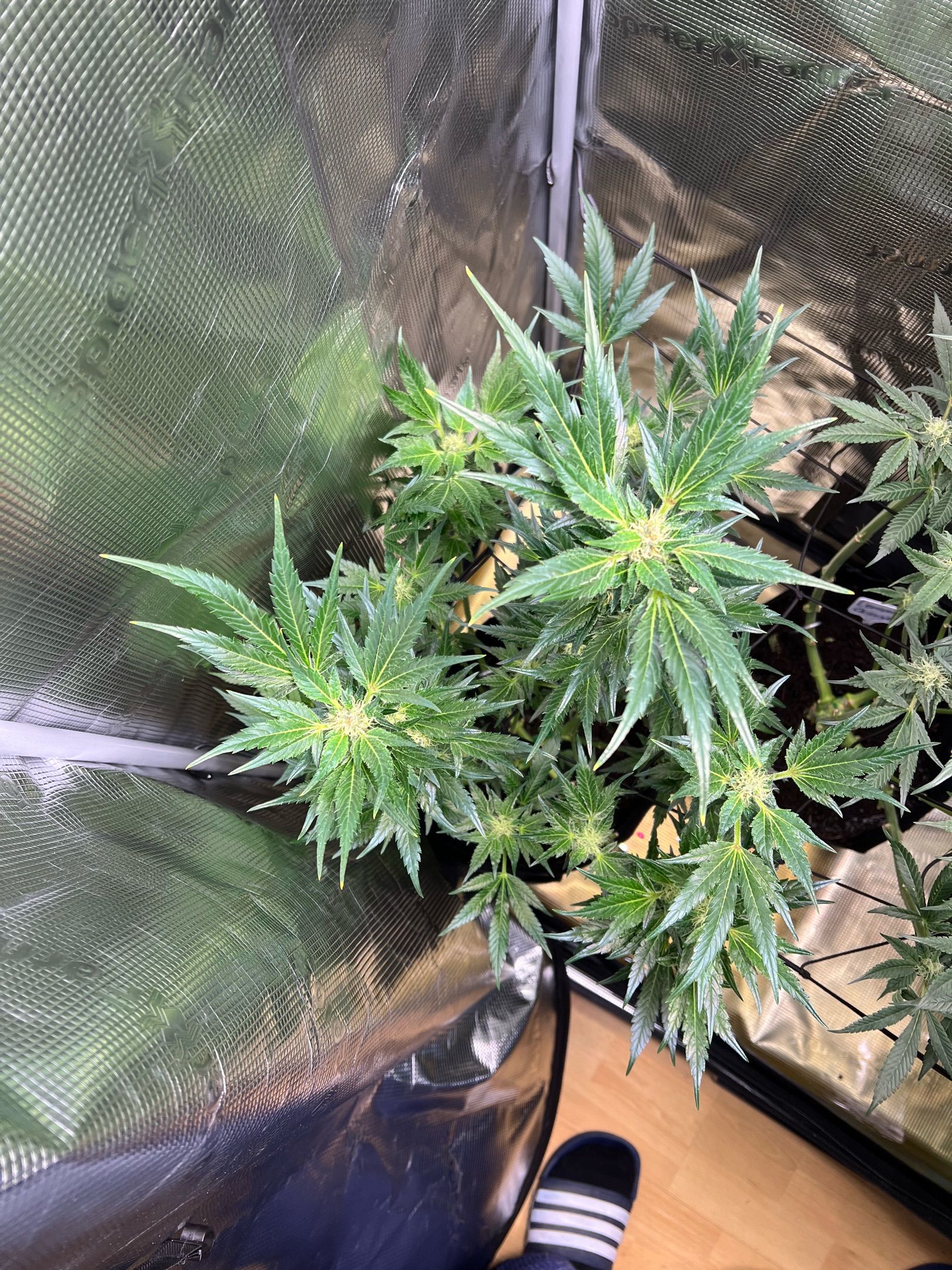 Future Island growlog header