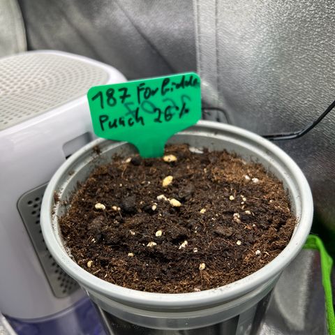 Forbidden Punch  growlog timeline photo