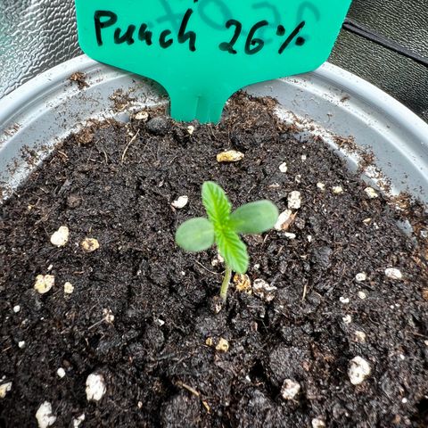 Forbidden Punch  growlog timeline photo