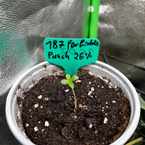 Forbidden Punch  growlog timeline photo
