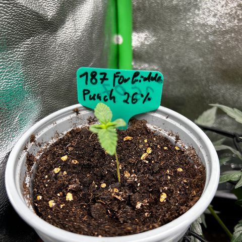 Forbidden Punch  growlog timeline photo