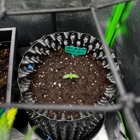 Forbidden Punch  growlog timeline photo