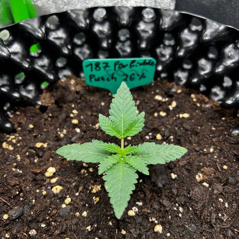 Forbidden Punch  growlog timeline photo