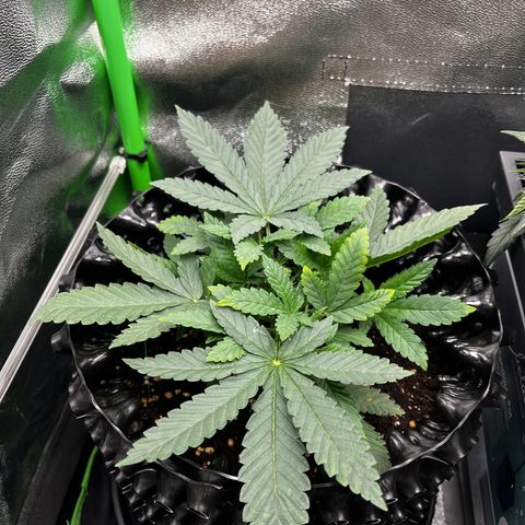 Forbidden Punch  growlog timeline photo