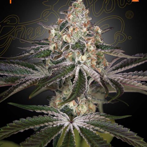 White Widow growlog photo