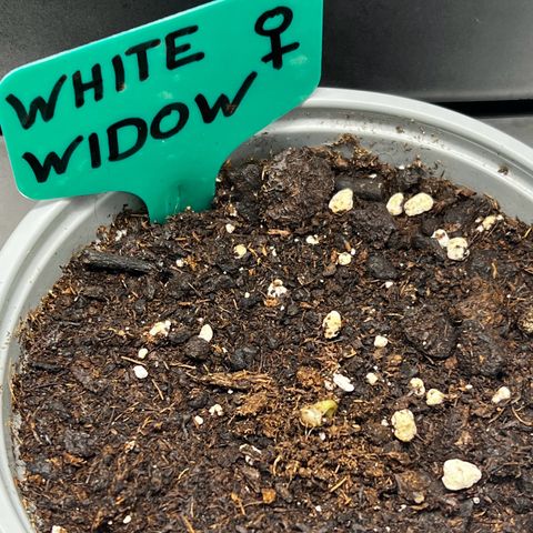 White Widow growlog photo