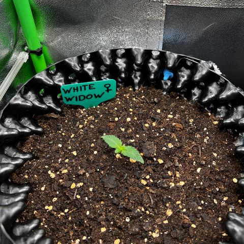 White Widow growlog photo