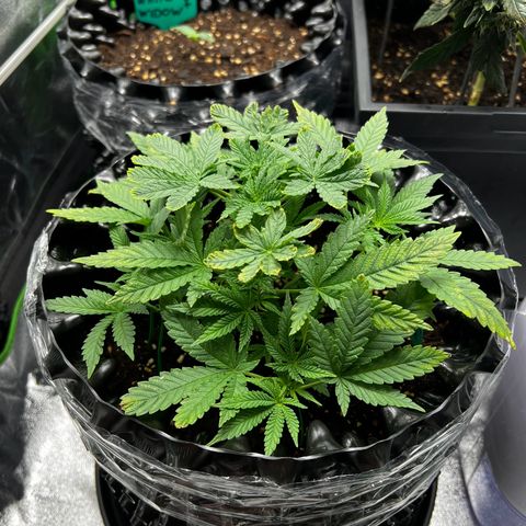 Forbidden Punch  growlog timeline photo