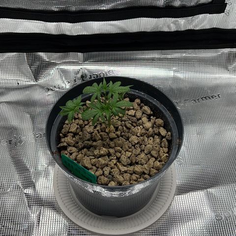 Forbidden Punch  growlog timeline photo