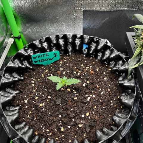 White Widow growlog photo