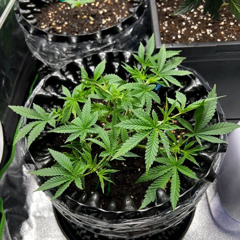 Forbidden Punch  growlog timeline photo