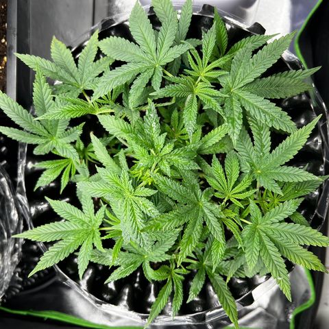 Forbidden Punch  growlog timeline photo