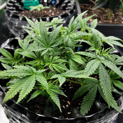 Forbidden Punch  growlog timeline photo