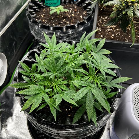 Forbidden Punch  growlog timeline photo