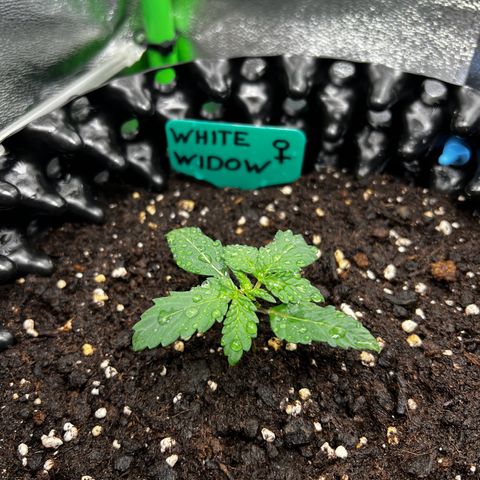 White Widow growlog timeline photo