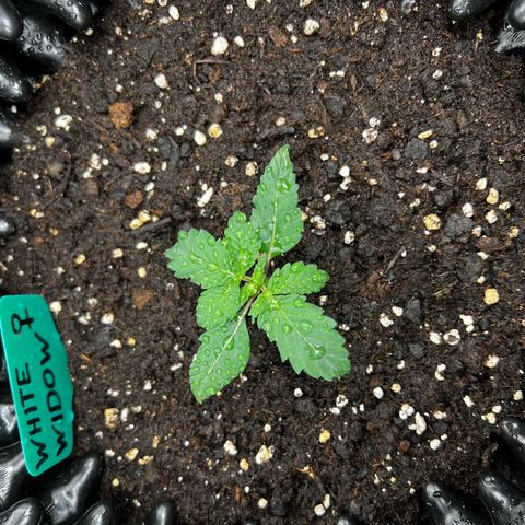 White Widow growlog timeline photo
