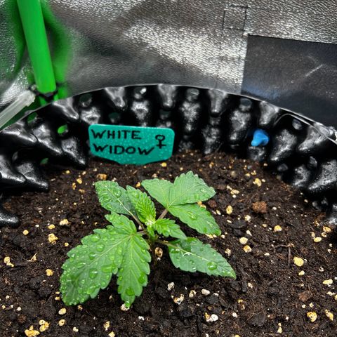 White Widow growlog timeline photo