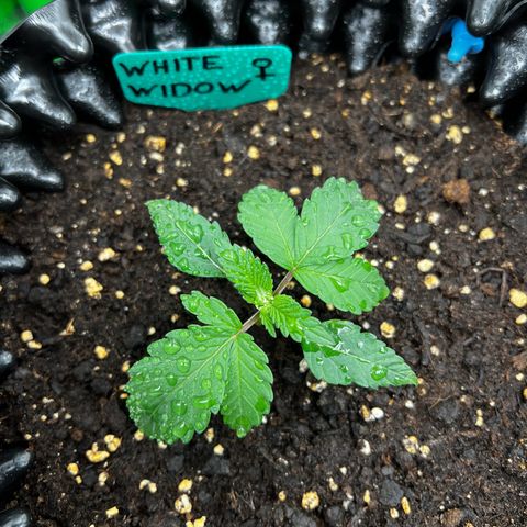 White Widow growlog timeline photo