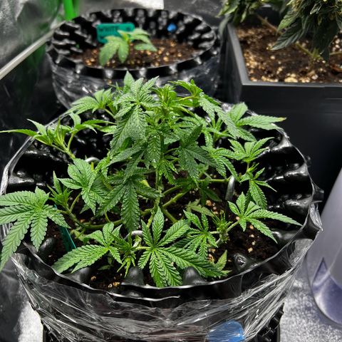 Forbidden Punch  growlog timeline photo