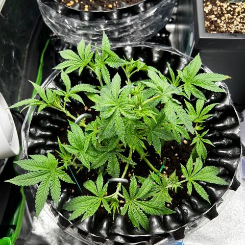 Forbidden Punch  growlog timeline photo