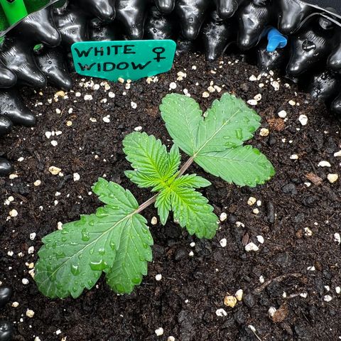 White Widow growlog timeline photo