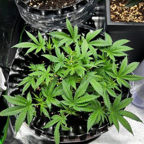 Forbidden Punch  growlog timeline photo