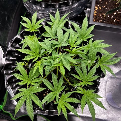 Forbidden Punch  growlog timeline photo