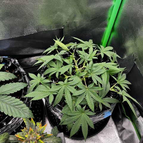Forbidden Punch  growlog timeline photo