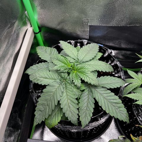 White Widow growlog timeline photo