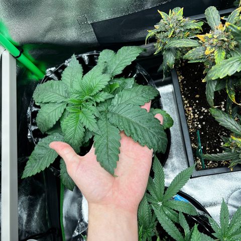 White Widow growlog timeline photo
