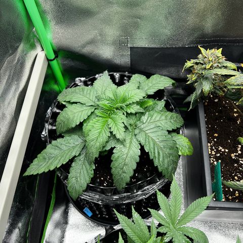 White Widow growlog timeline photo